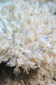   Soft Coral  